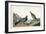 Pl 361 Long-tailed or Dusky Grouse-John Audubon-Framed Art Print