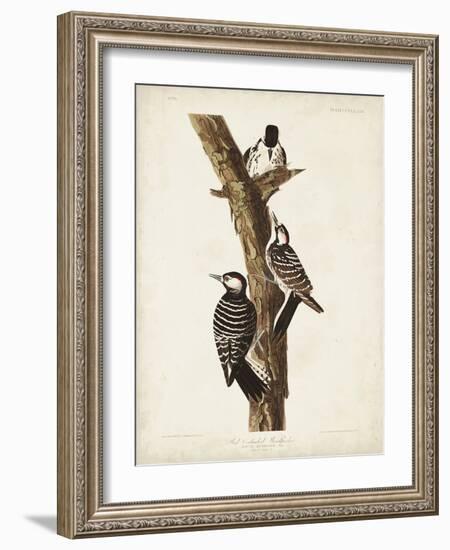 Pl. 389 Red-cockaded Woodpecker-John Audubon-Framed Art Print