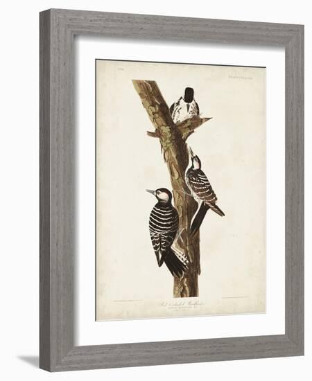 Pl. 389 Red-cockaded Woodpecker-John Audubon-Framed Art Print