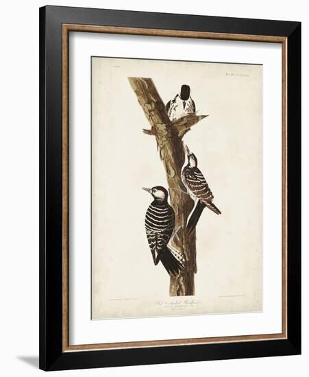 Pl. 389 Red-cockaded Woodpecker-John Audubon-Framed Art Print