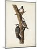 Pl. 389 Red-cockaded Woodpecker-John Audubon-Mounted Art Print