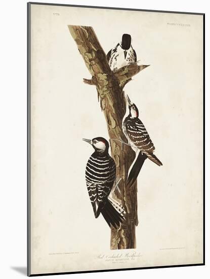 Pl. 389 Red-cockaded Woodpecker-John Audubon-Mounted Art Print