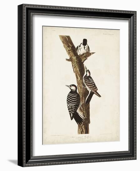 Pl. 389 Red-cockaded Woodpecker-John Audubon-Framed Art Print