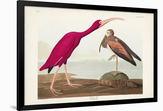 Pl 397 Scarlet Ibis-John James Audubon-Framed Art Print