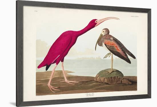 Pl 397 Scarlet Ibis-John James Audubon-Framed Art Print