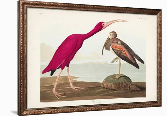 Pl 397 Scarlet Ibis-John James Audubon-Framed Art Print