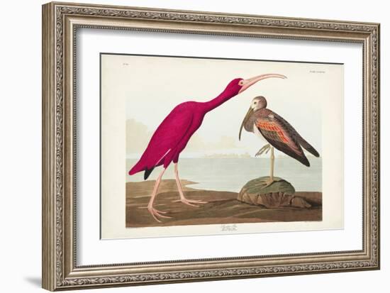 Pl 397 Scarlet Ibis-John James Audubon-Framed Art Print