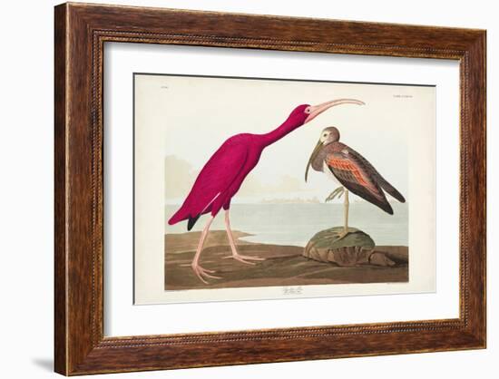 Pl 397 Scarlet Ibis-John James Audubon-Framed Art Print