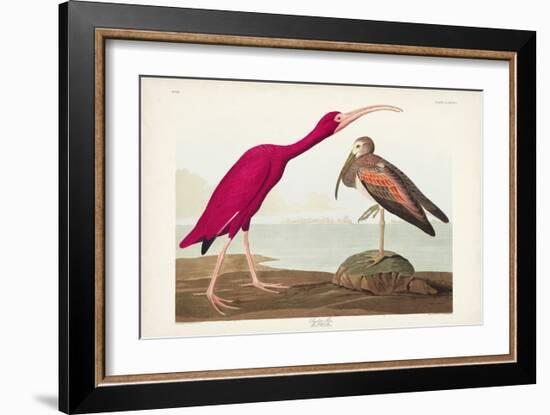 Pl 397 Scarlet Ibis-John James Audubon-Framed Art Print