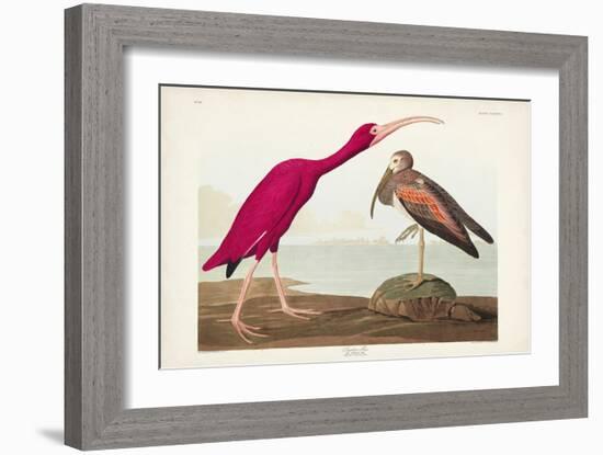 Pl 397 Scarlet Ibis-John James Audubon-Framed Art Print