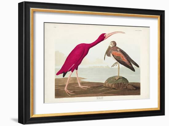 Pl 397 Scarlet Ibis-John James Audubon-Framed Art Print