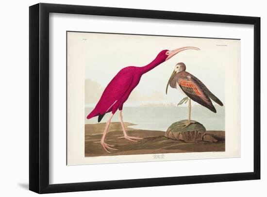 Pl 397 Scarlet Ibis-John James Audubon-Framed Art Print