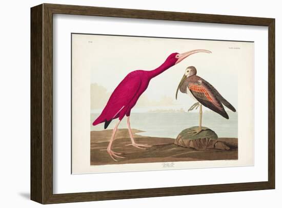 Pl 397 Scarlet Ibis-John James Audubon-Framed Art Print