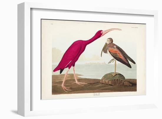 Pl 397 Scarlet Ibis-John James Audubon-Framed Art Print