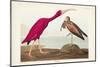 Pl 397 Scarlet Ibis-John James Audubon-Mounted Art Print