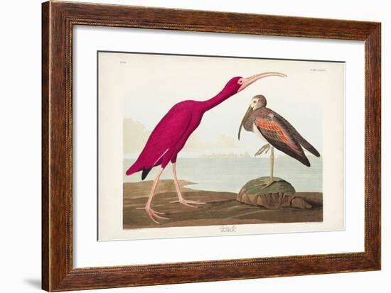 Pl 397 Scarlet Ibis-John James Audubon-Framed Art Print