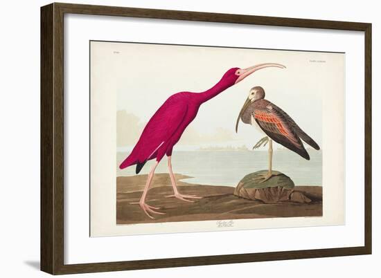 Pl 397 Scarlet Ibis-John James Audubon-Framed Art Print