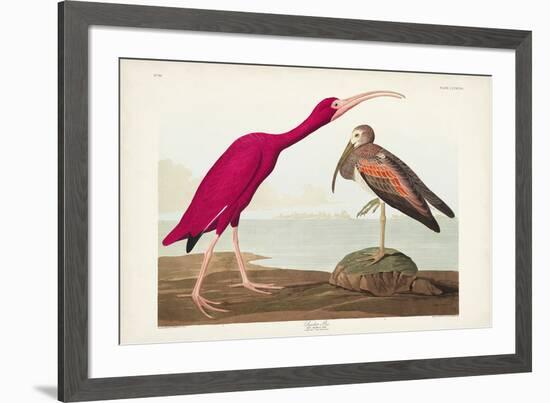 Pl 397 Scarlet Ibis-John James Audubon-Framed Art Print