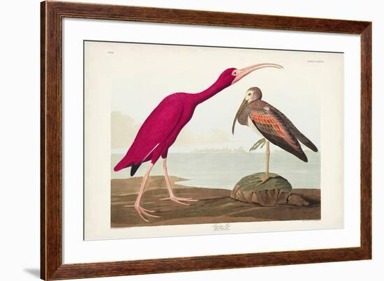 Pl 397 Scarlet Ibis-John James Audubon-Framed Art Print