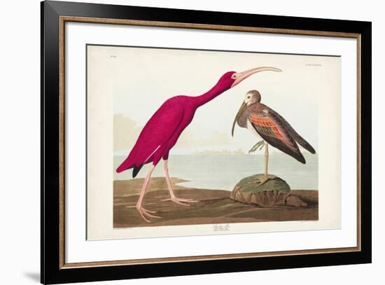 Pl 397 Scarlet Ibis-John James Audubon-Framed Art Print