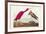 Pl 397 Scarlet Ibis-John James Audubon-Framed Art Print