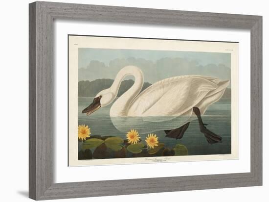 Pl 411 Common American Swan-John James Audubon-Framed Art Print