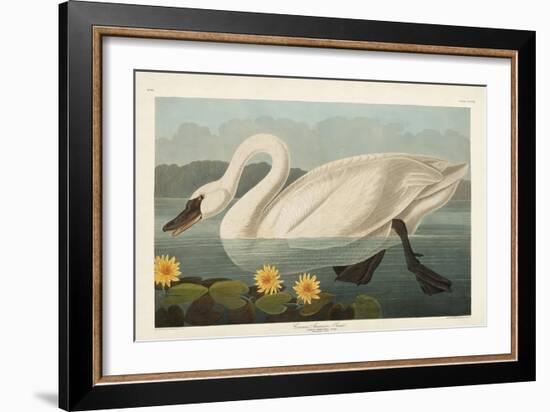 Pl 411 Common American Swan-John James Audubon-Framed Art Print