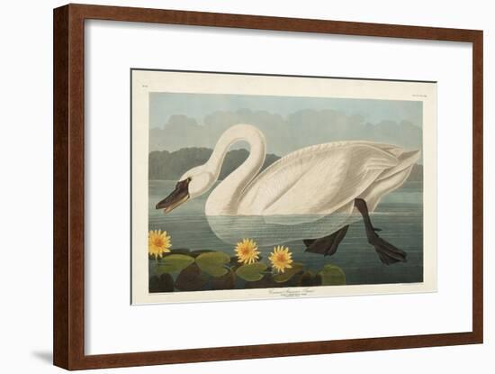 Pl 411 Common American Swan-John James Audubon-Framed Art Print