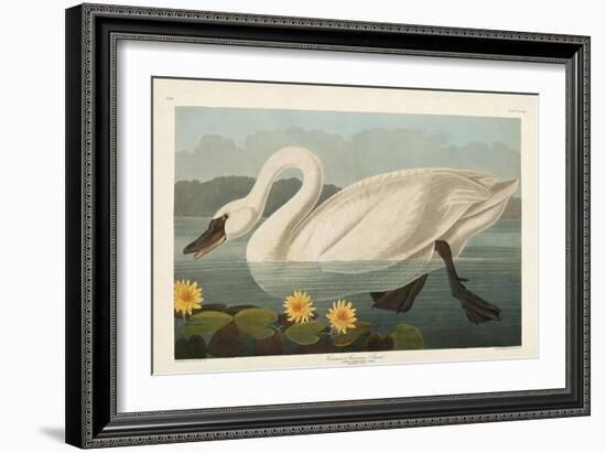 Pl 411 Common American Swan-John James Audubon-Framed Art Print