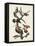 Pl. 416 Hairy Woodpecker-John Audubon-Framed Stretched Canvas