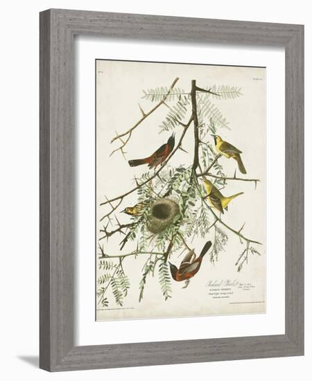 Pl 42 Orchard Oriole-John Audubon-Framed Art Print