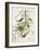 Pl 42 Orchard Oriole-John Audubon-Framed Art Print