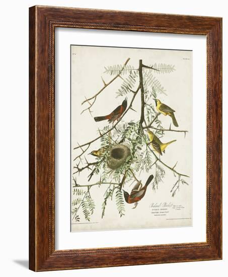 Pl 42 Orchard Oriole-John Audubon-Framed Art Print