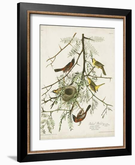 Pl 42 Orchard Oriole-John Audubon-Framed Art Print