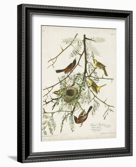 Pl 42 Orchard Oriole-John Audubon-Framed Art Print