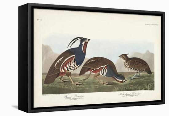 Pl 423 Plummed Partridge-John Audubon-Framed Stretched Canvas