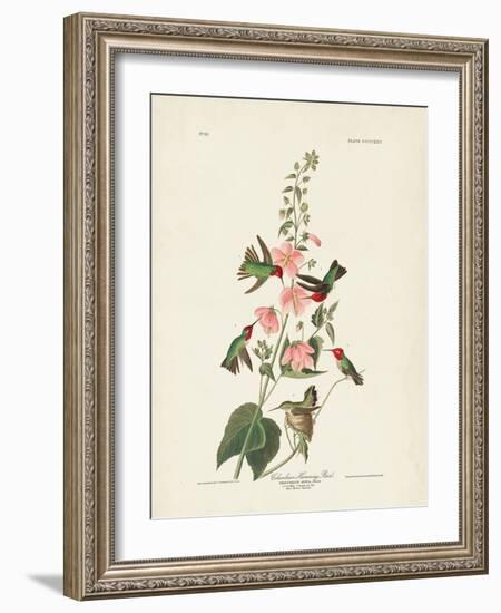 Pl 425 Columbian Hummingbird-John Audubon-Framed Art Print