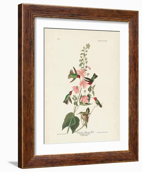 Pl 425 Columbian Hummingbird-John Audubon-Framed Art Print