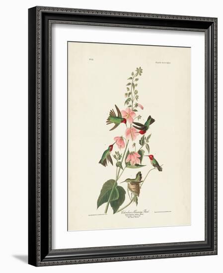 Pl 425 Columbian Hummingbird-John Audubon-Framed Art Print