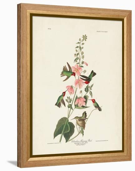 Pl 425 Columbian Hummingbird-John Audubon-Framed Stretched Canvas