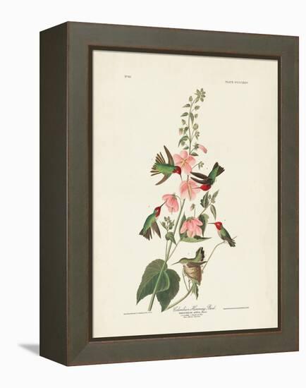 Pl 425 Columbian Hummingbird-John Audubon-Framed Stretched Canvas