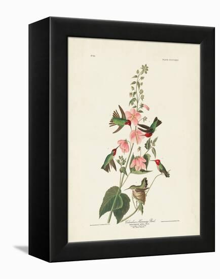 Pl 425 Columbian Hummingbird-John Audubon-Framed Stretched Canvas