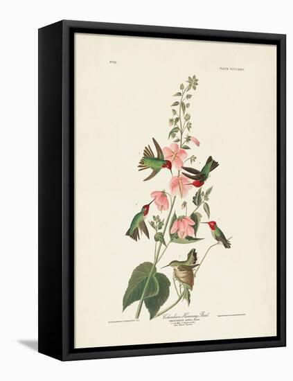Pl 425 Columbian Hummingbird-John Audubon-Framed Stretched Canvas