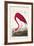 Pl 431 American Flamingo-John James Audubon-Framed Art Print