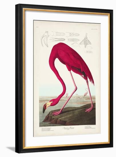 Pl 431 American Flamingo-John James Audubon-Framed Art Print