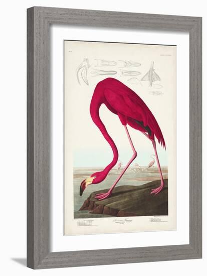 Pl 431 American Flamingo-John James Audubon-Framed Art Print