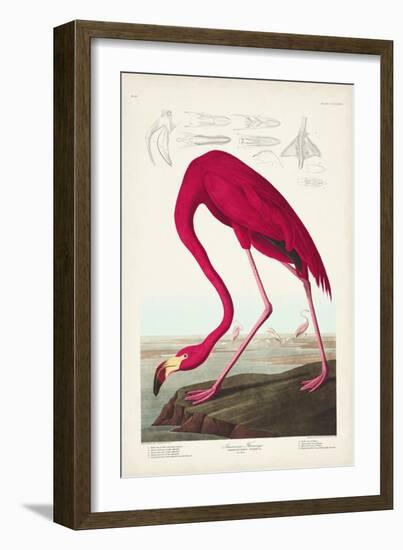 Pl 431 American Flamingo-John James Audubon-Framed Art Print