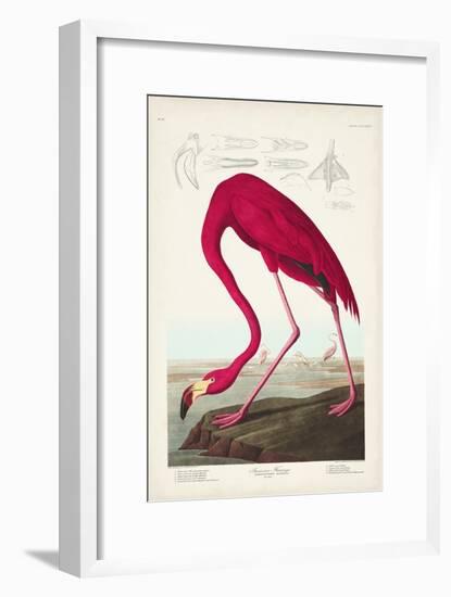 Pl 431 American Flamingo-John James Audubon-Framed Art Print