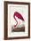 Pl 431 American Flamingo-John James Audubon-Framed Art Print