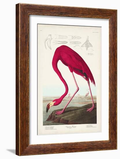 Pl 431 American Flamingo-John James Audubon-Framed Art Print